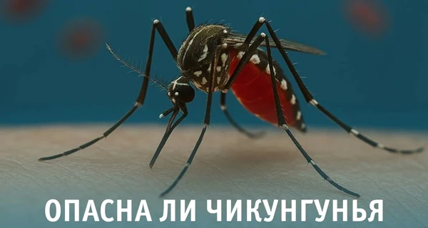 В Челябинске нет угрозы распространения лихорадки чикунгунья — комментарий врача инфекциониста