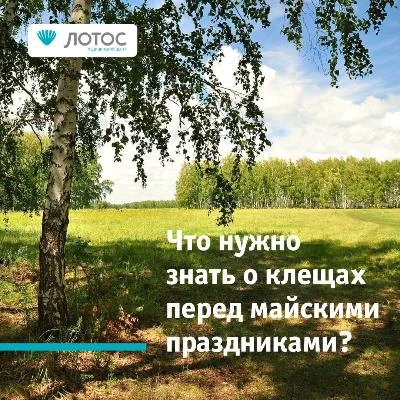 Что нужно знать о клещах перед майскими праздниками?