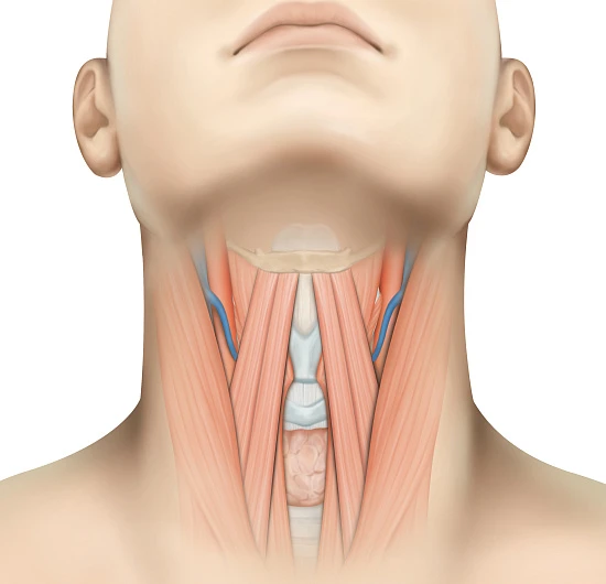Лечение эндокринных заболеваний в МЦ «ЛОТОС»
