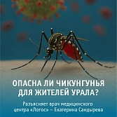 В Челябинске нет угрозы распространения лихорадки чикунгунья — комментарий врача инфекциониста