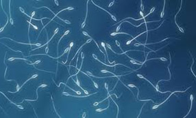 spermogramma-v-nizhnem-novgorode.jpeg spermogramma-v-nizhnem-novgorode.jpeg